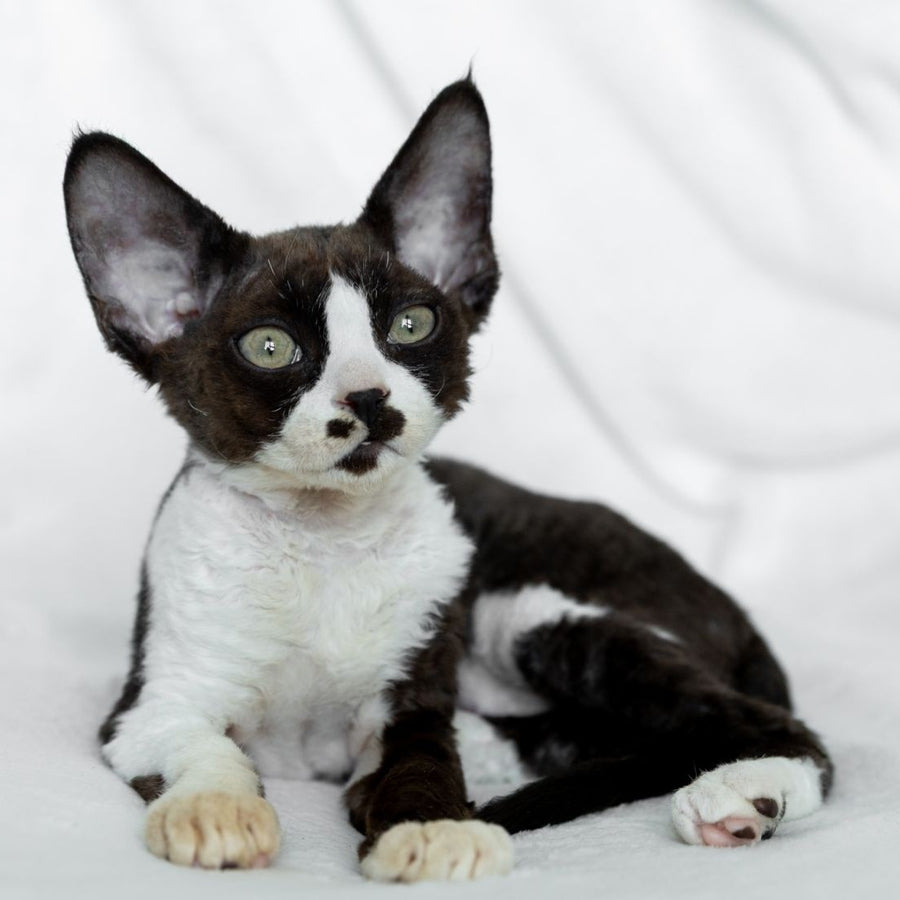 Princess Devon Rex female, black bicolour