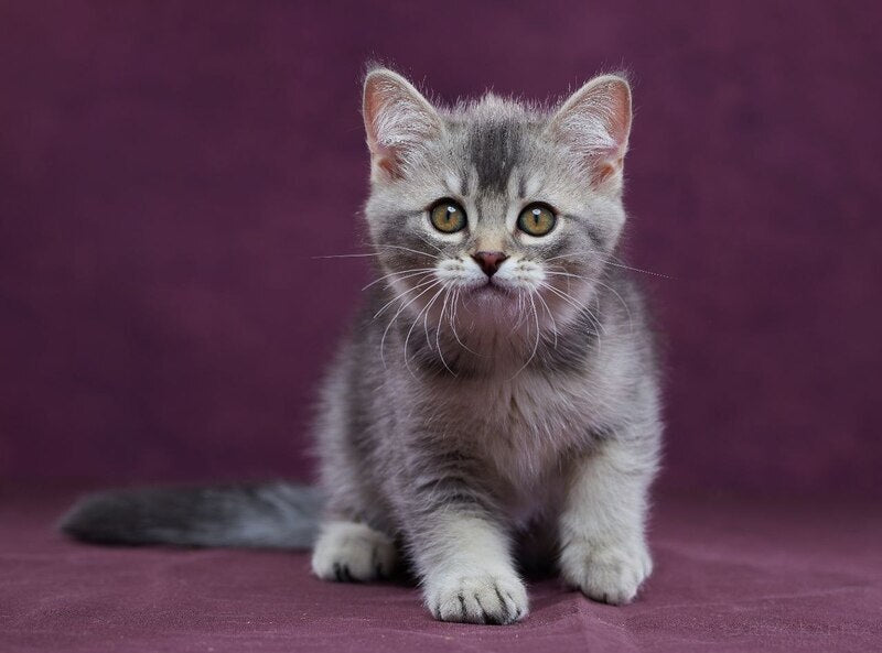 Eustace Scottish Straight male blue silver ticked tabby - live animals