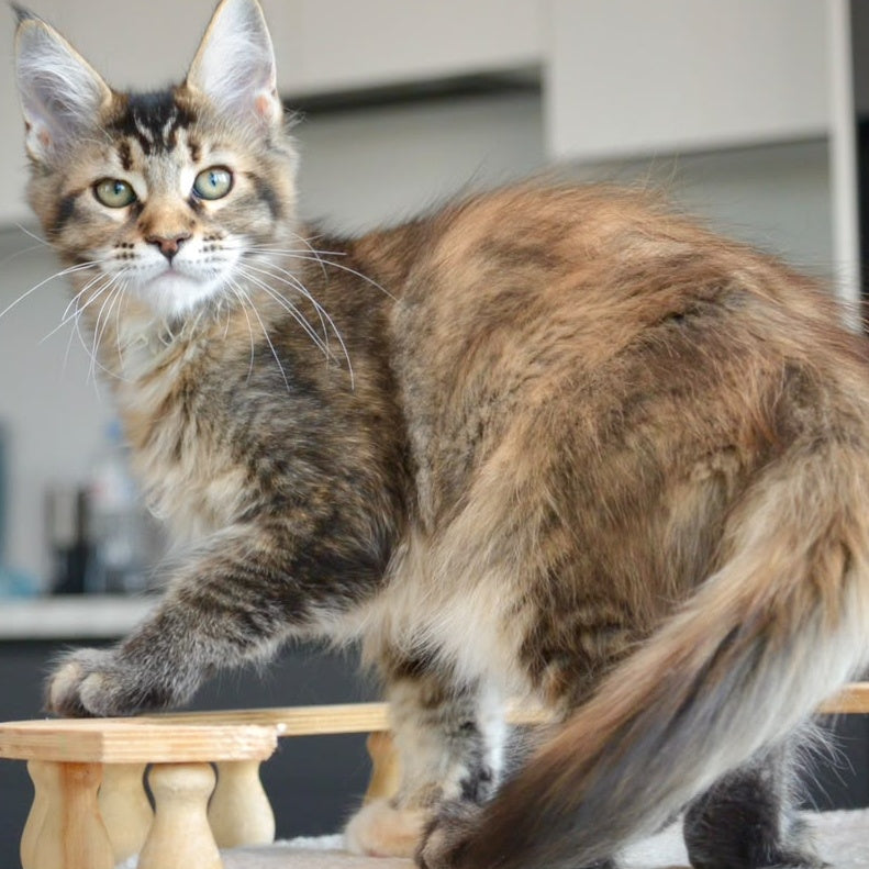 Yuna Maine Coon female, black tabby