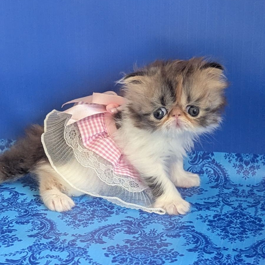 Roksolana Persian female, black tortie tabby harlequin