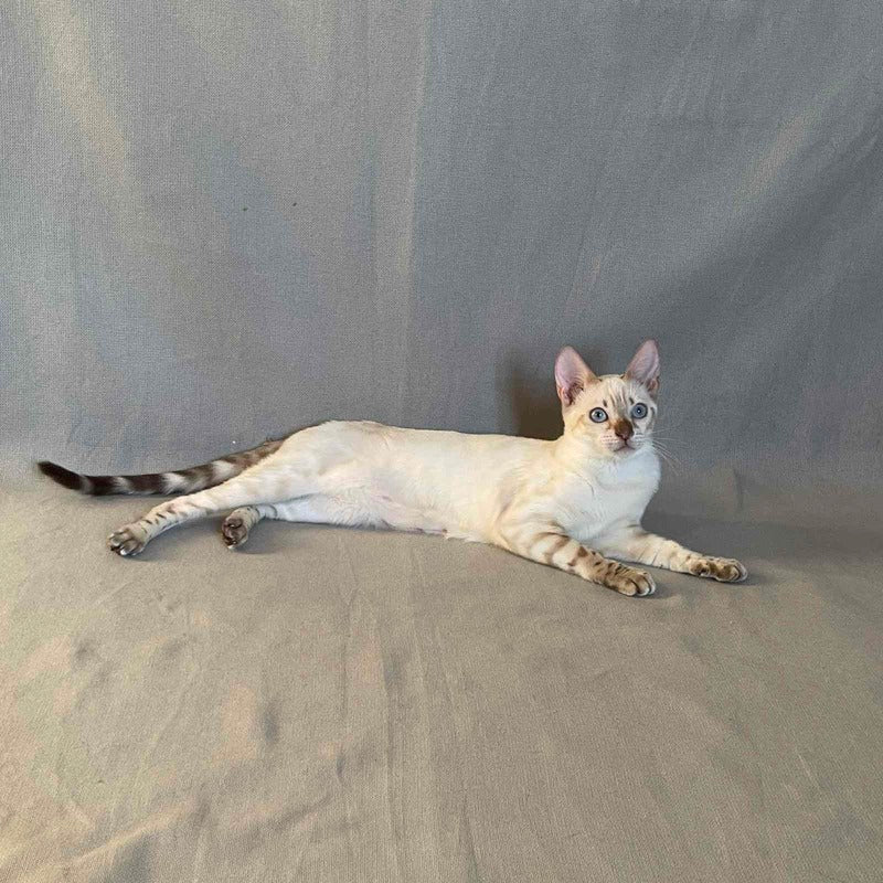 Jelly Bengal female, black spotted tabby pointed
