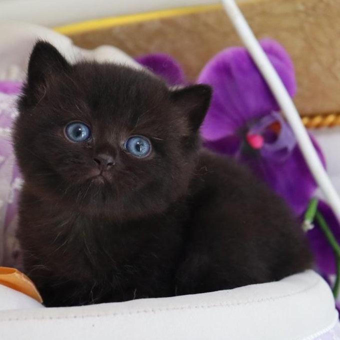 Nil British Shorthair male, black