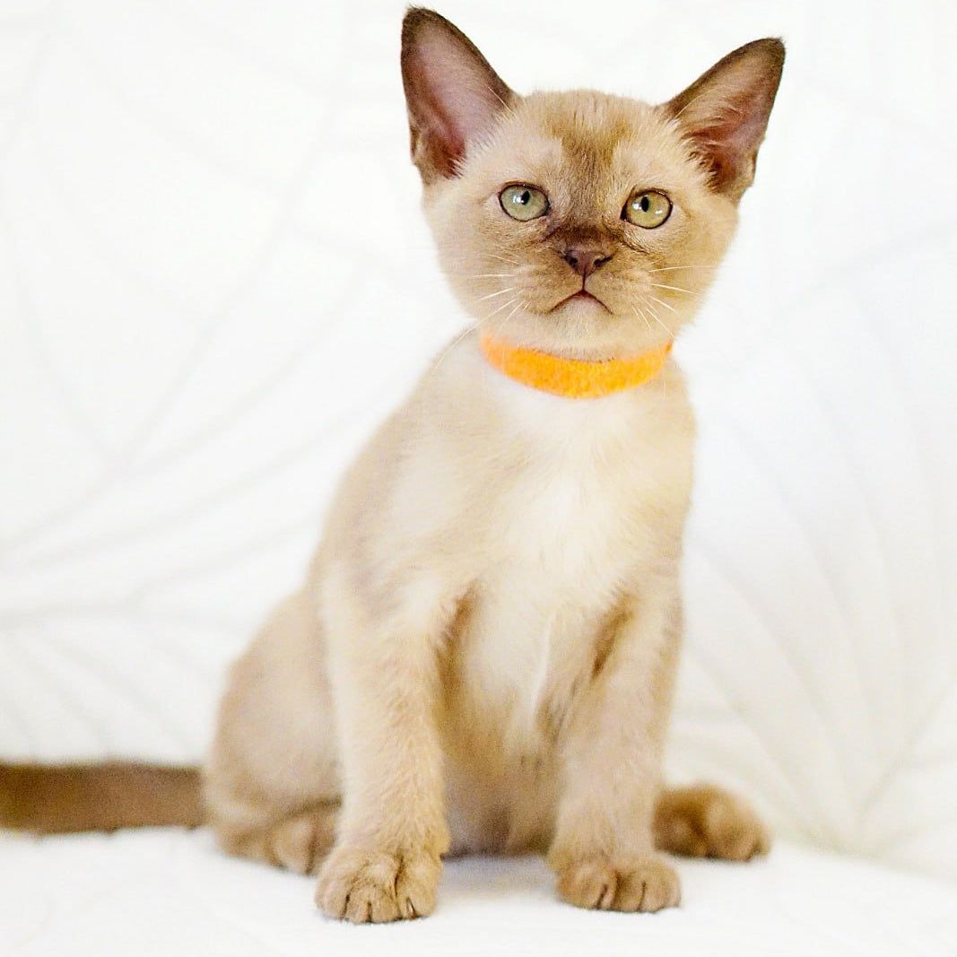 Vanessa Burmese female, chocolate