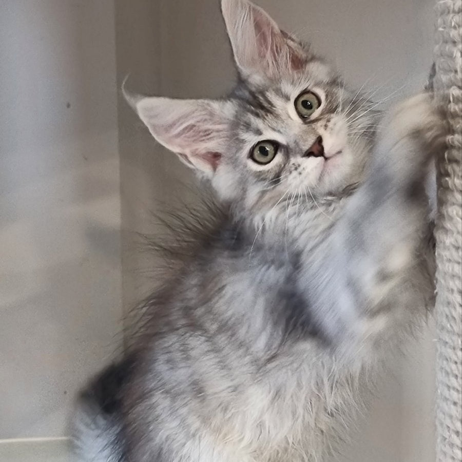 Elit Maine Coon male, black silver spotted tabby