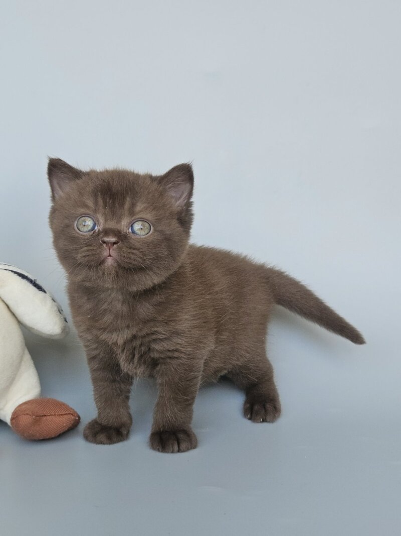 Ash British Shorthair female, chocolate