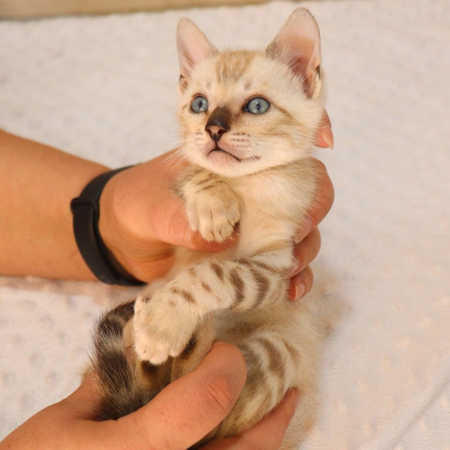 Xander Bengal male, black spotted tabby pointed