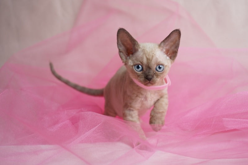 Nona Devon Rex female chocolate pointed - live animals