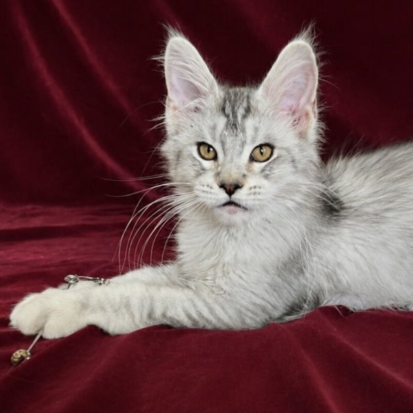 Iverson Maine Coon male, black silver ticked tabby