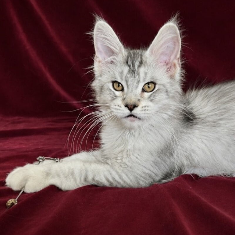Iverson Maine Coon male, black silver ticked tabby