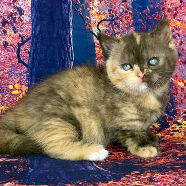 Jane Munchkin female, chocolate tortie bicolour