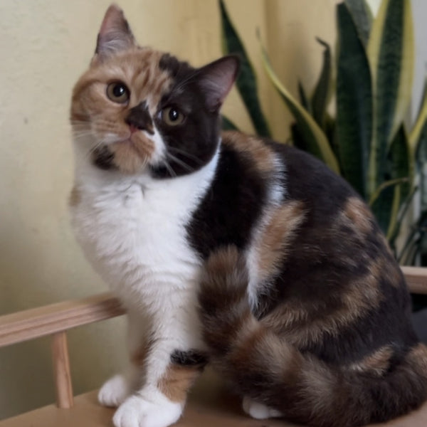 Dream British Shorthair female, chocolate tortie bicolour