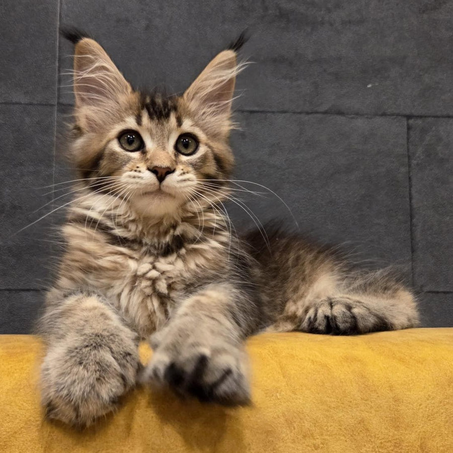 Ruslana Maine Coon polydactyl 6x6x6x6 female, black golden ticked tabby