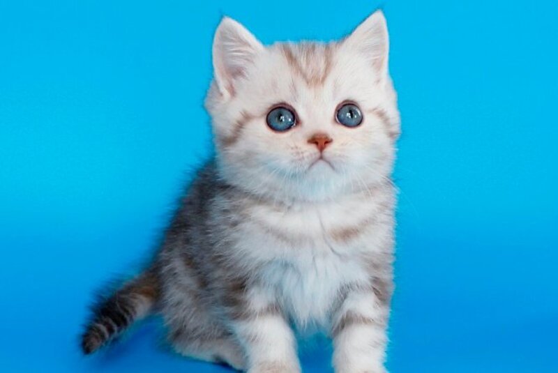 Mikki British Shorthair male, chocolate silver tabby