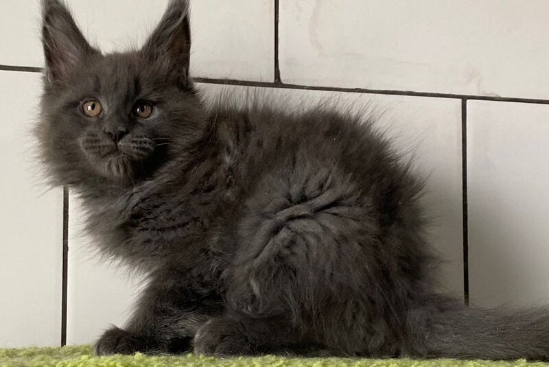 Vilyu Maine Coon polydactyl male, blue