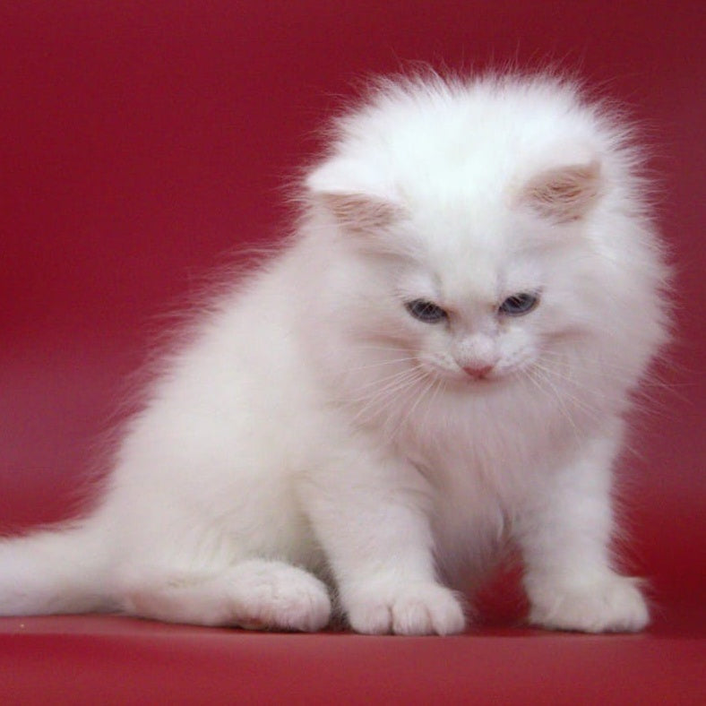George Siberian male, white
