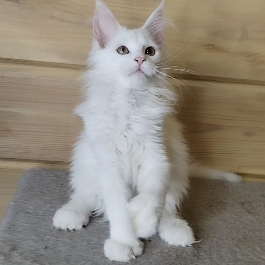 Yuki Maine Coon polydactyl 6x6x6x6 female, white