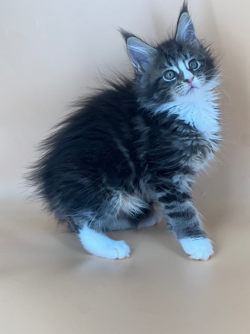 Bershka Maine Coon female, black tortie tabby bicolour