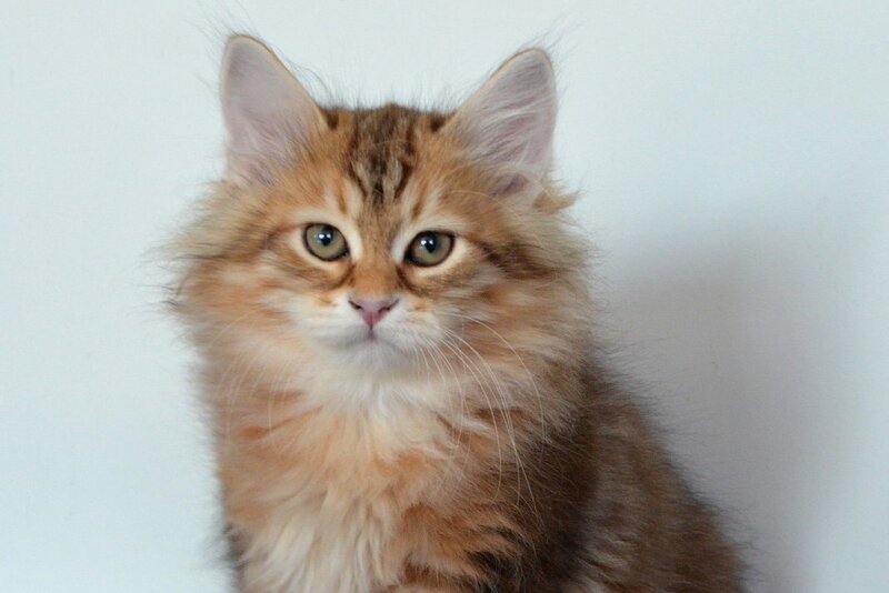 Stella Siberian female, black golden tabby