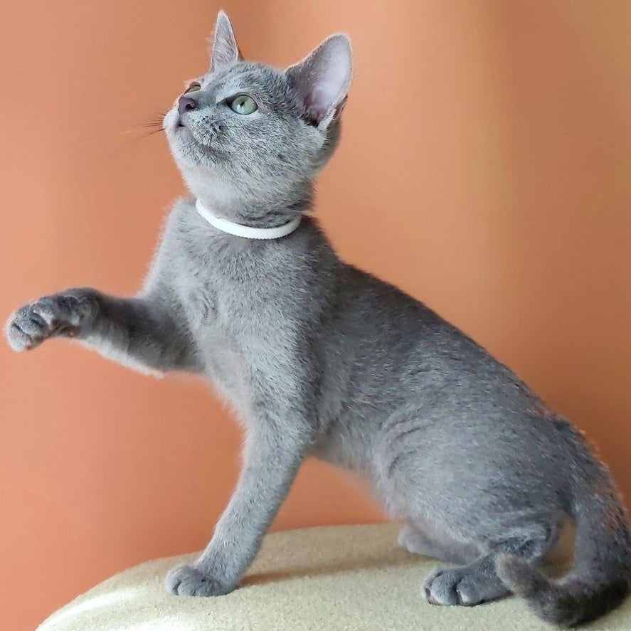 Calypso Russian Blue female, blue