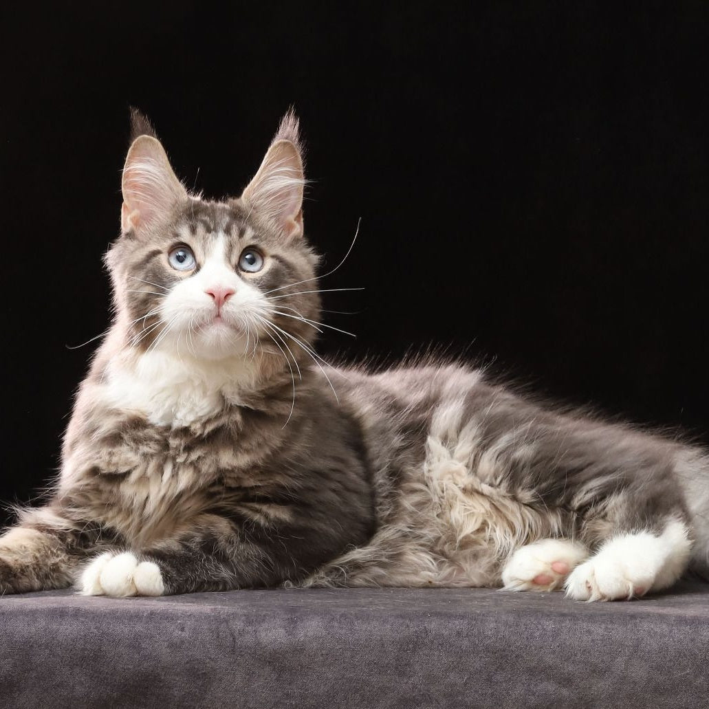 Rivaldo Maine Coon male, blue tabby bicolour