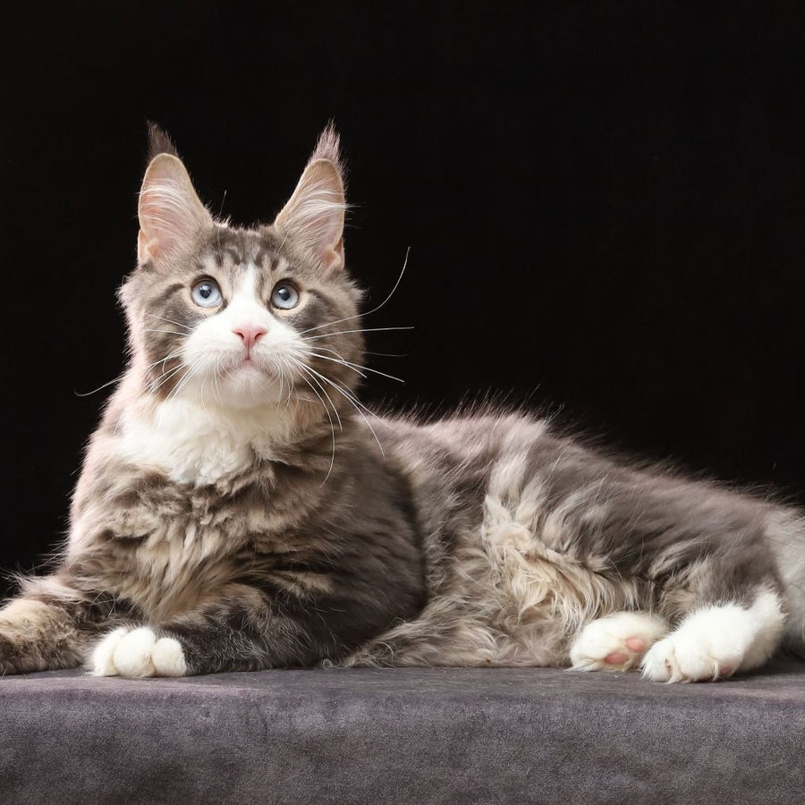Rivaldo Maine Coon male, blue tabby bicolour
