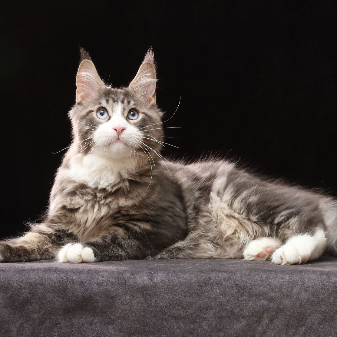 Robson Maine Coon male, black tabby bicolour
