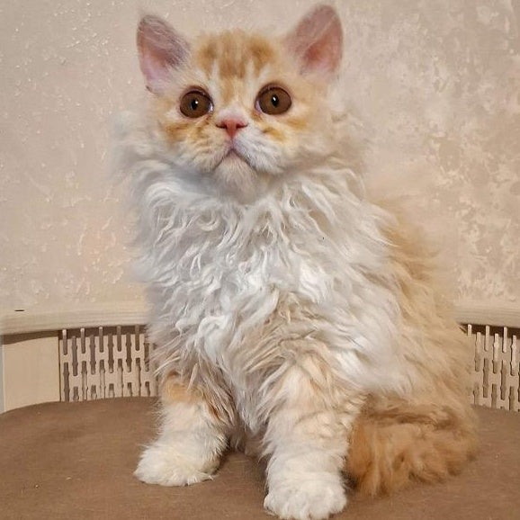 Platosha Selkirk Rex male, red silver bicolour
