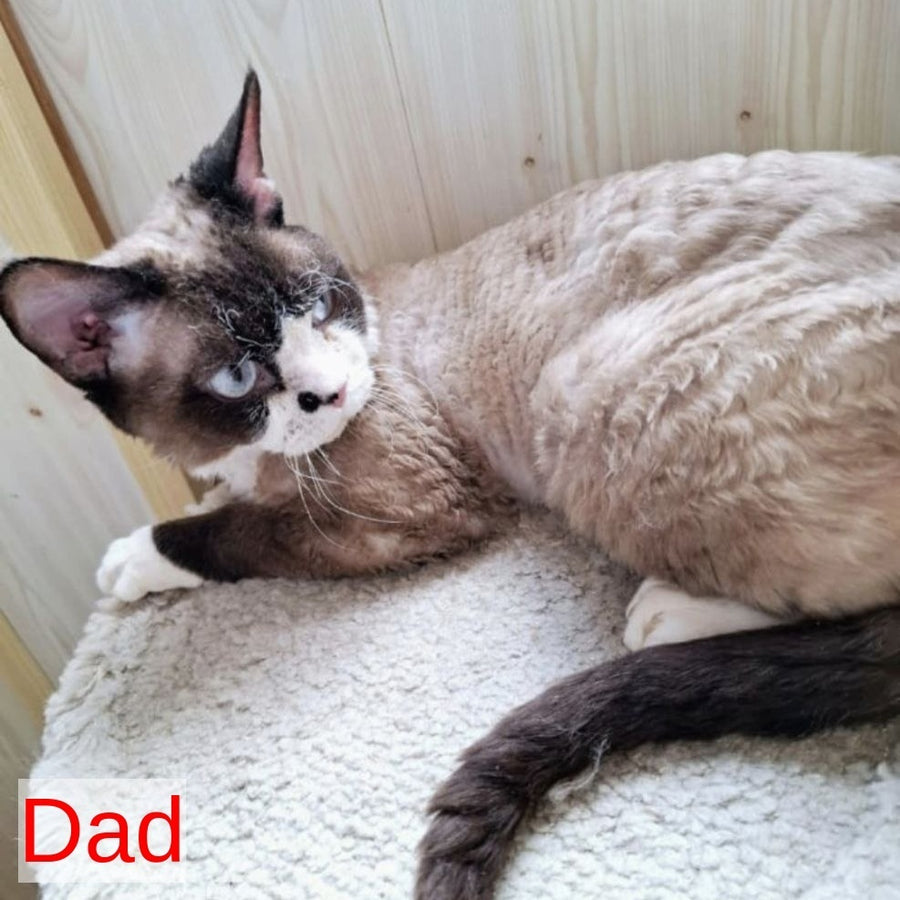 Felix Devon Rex male, blue