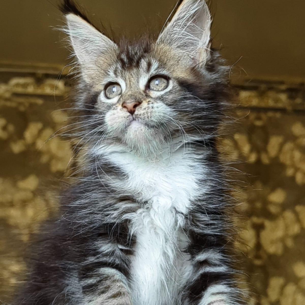 Inosh Maine Coon female, black tabby with white