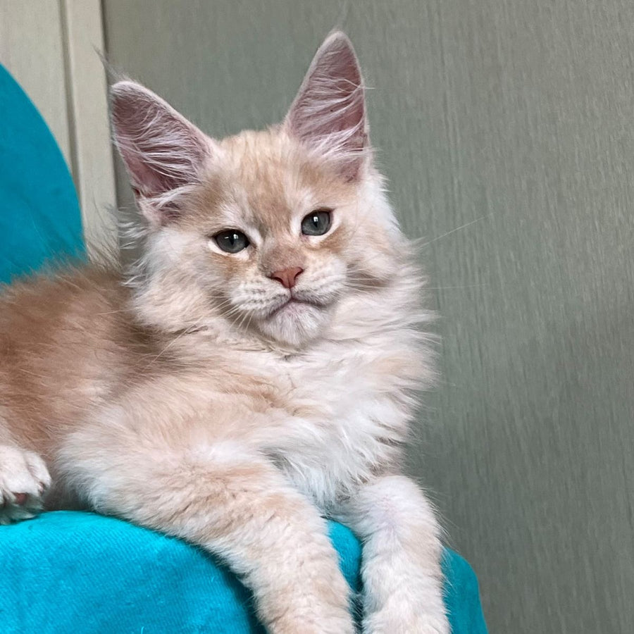 Zlatomir Maine Coon male, red silver