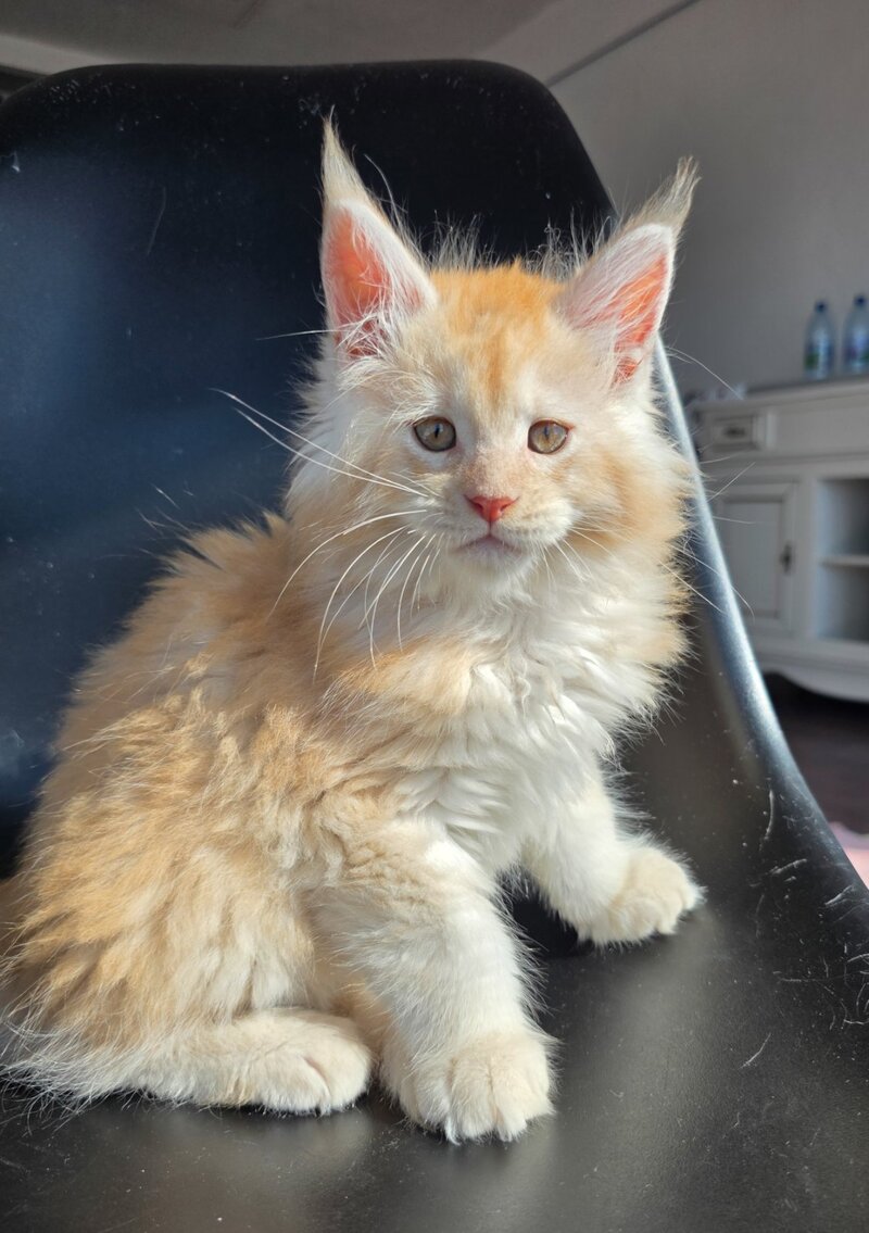 Kvest Maine Coon male red silver ticked tabby - live animals