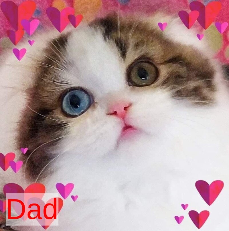 Eddi Scottish Straight male black tabby harlequin live animals