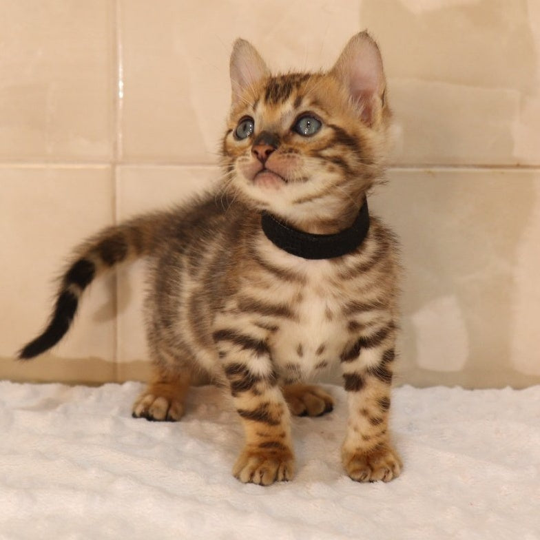 Xerxes Bengal male, black spotted tabby