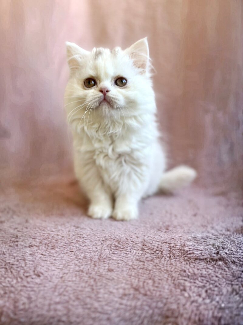White Milka Scottish Straight female white live animals