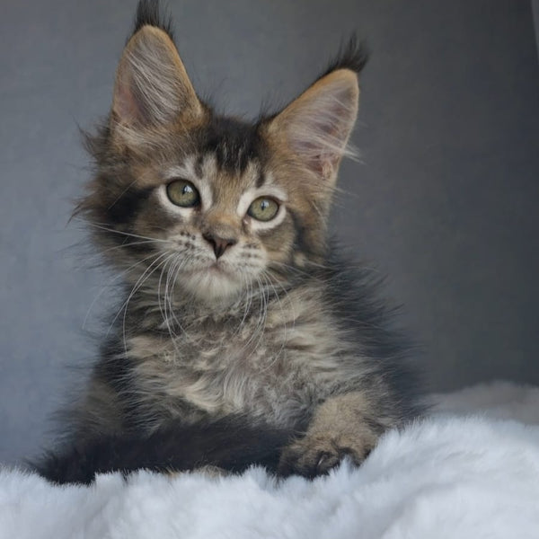 Pilar Maine Coon female, black ticked tabby