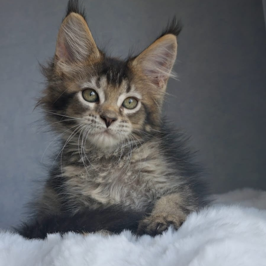 Pilar Maine Coon female, black ticked tabby