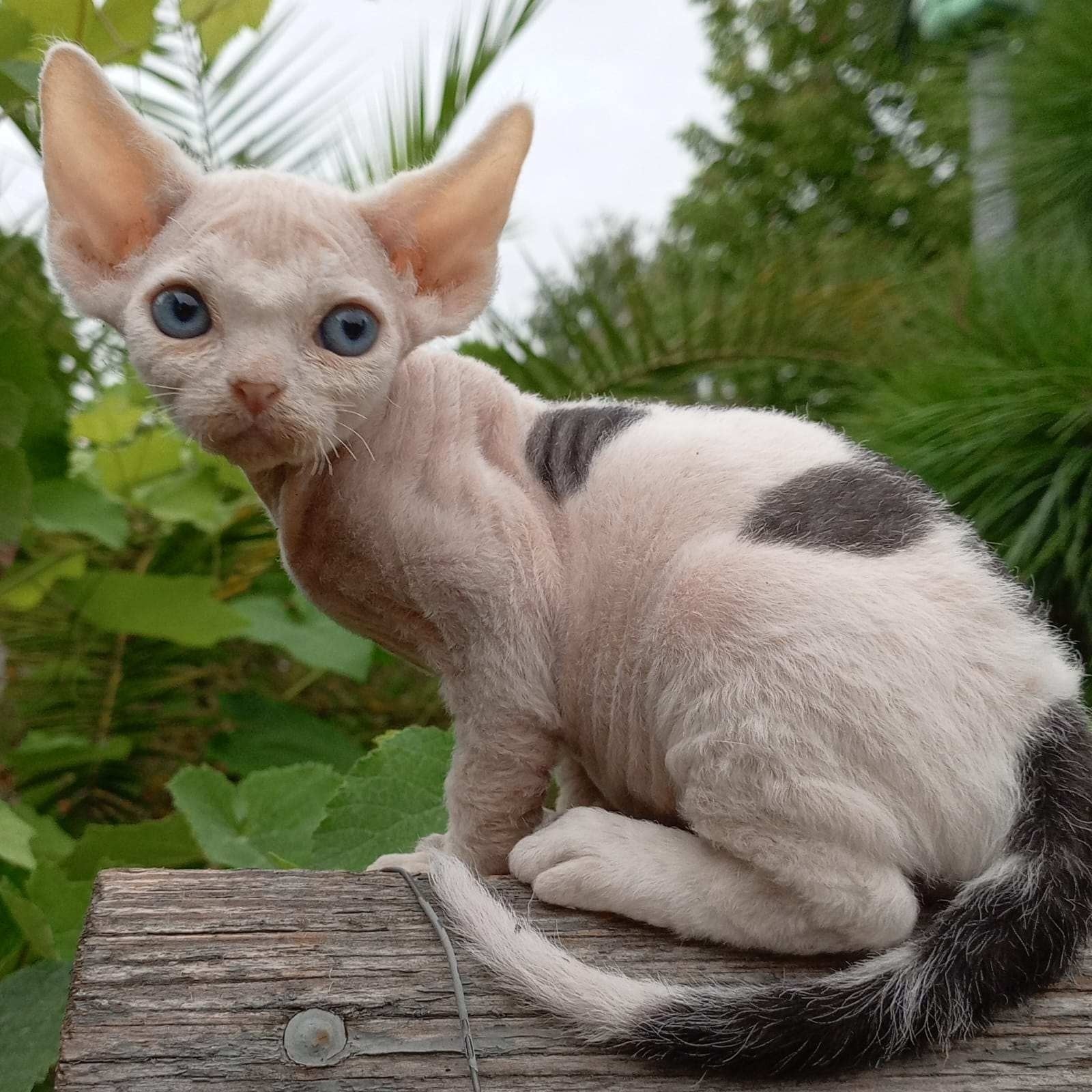 Piero Devon Rex male, black harlequin