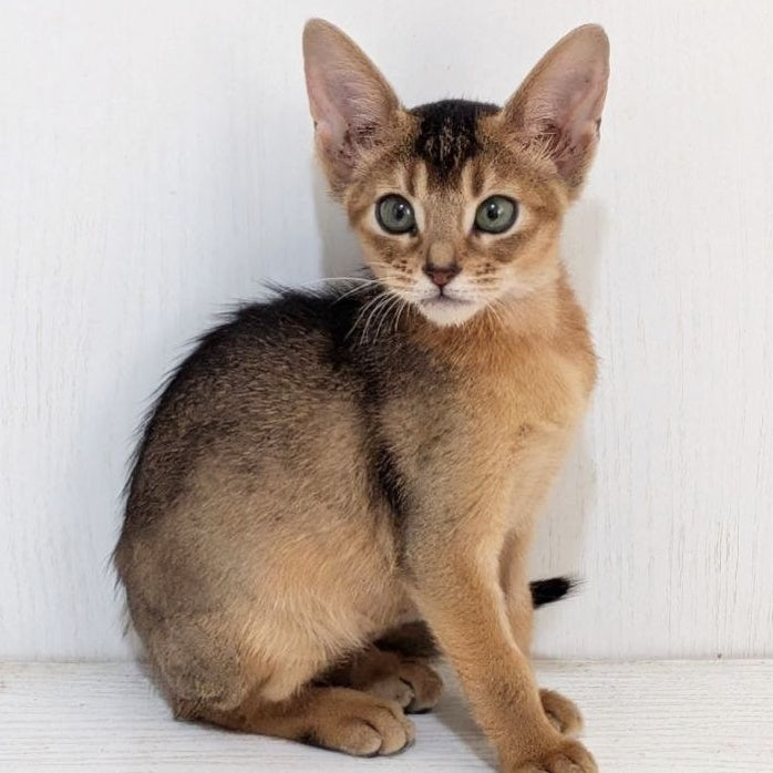 Gerda Abyssinian female, black