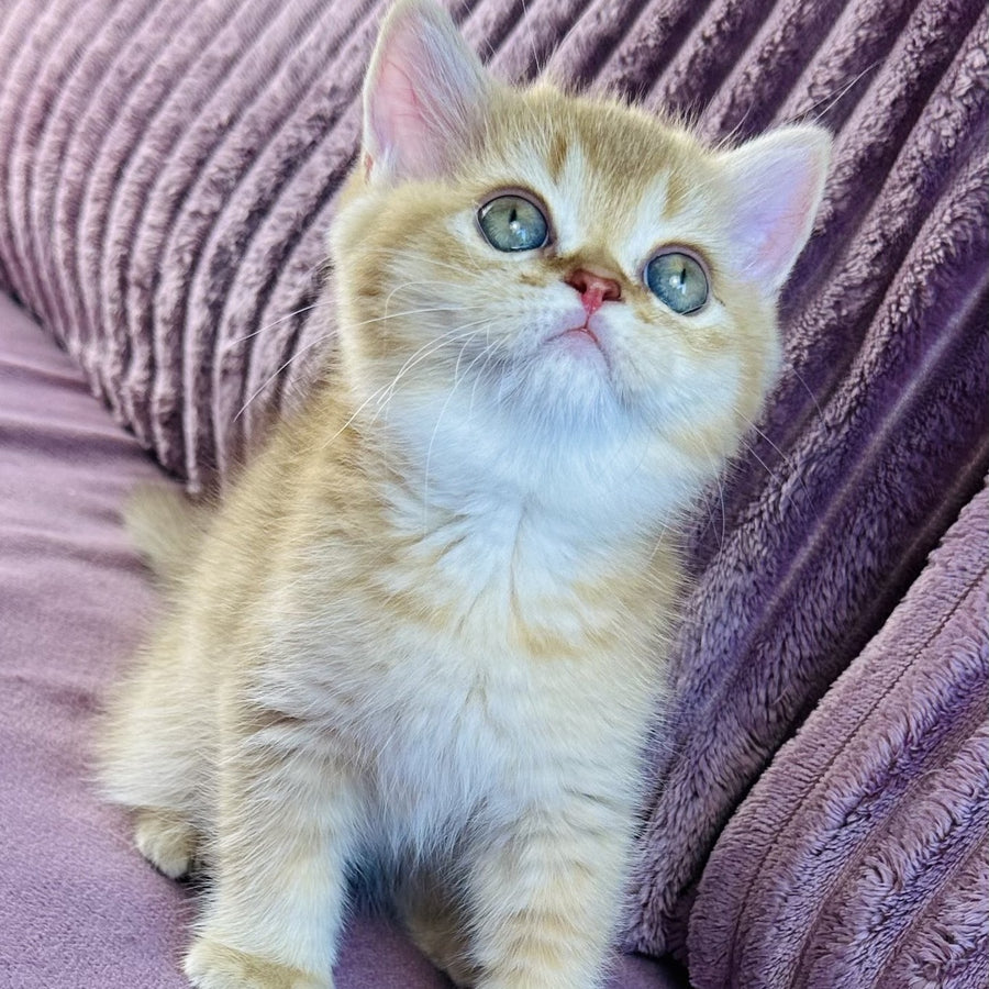 Golden Rose British Shorthair female, cinnamon golden shaded