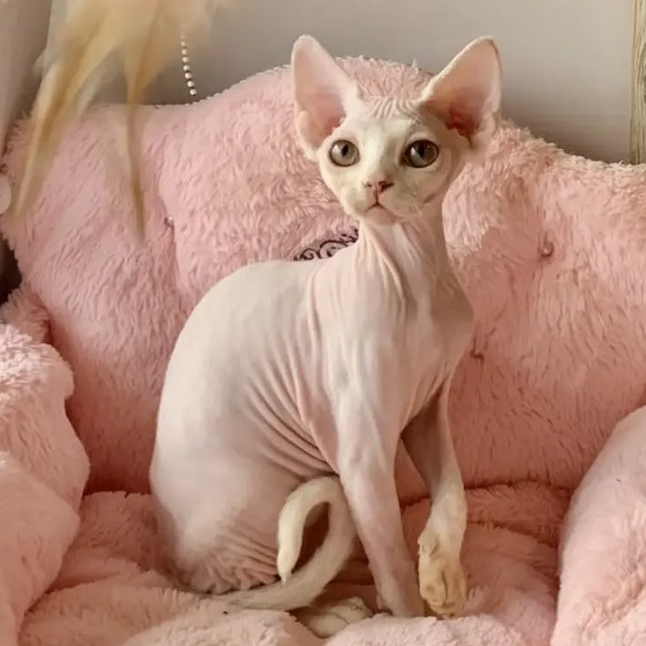 Zosya Devon Rex female, white
