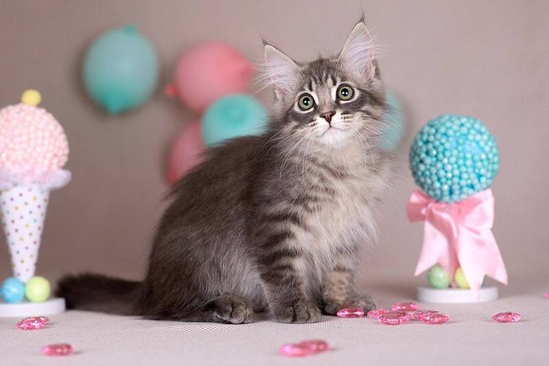 Fellix Siberian male blue with white spotted tabby - live animals