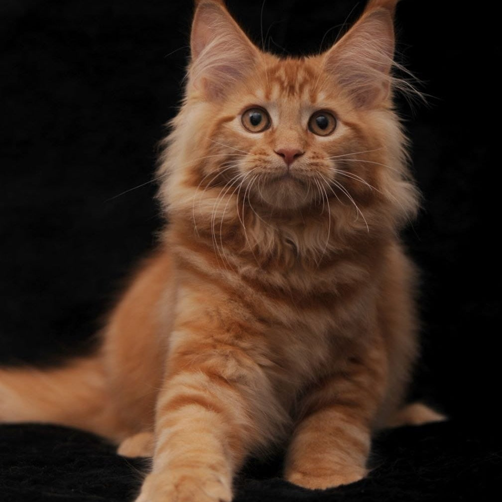 Riana Maine Coon female, red