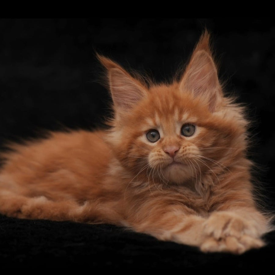 Stafy Maine Coon female, red