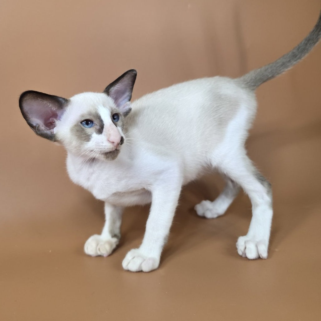 Ivory Siamese female, black bicolour