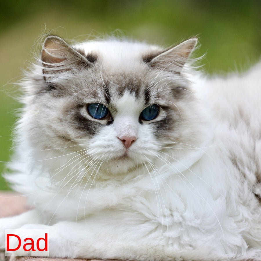 Lenox Ragdoll male, blue bicolour tabby