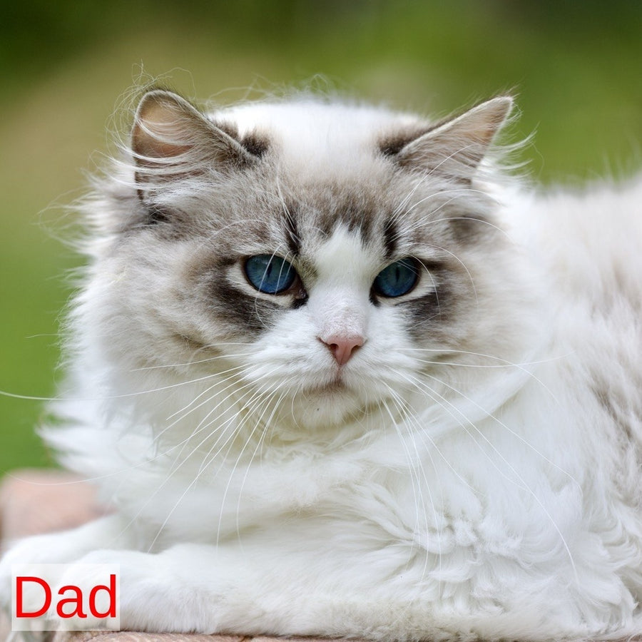 Lincoln Ragdoll male, blue bicolour