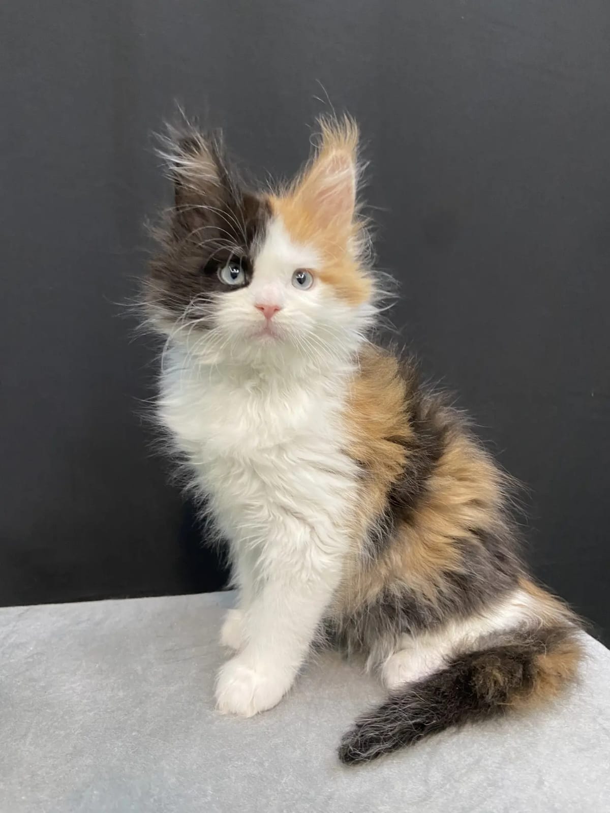 Rita Maine Coon female, black tortie bicolour