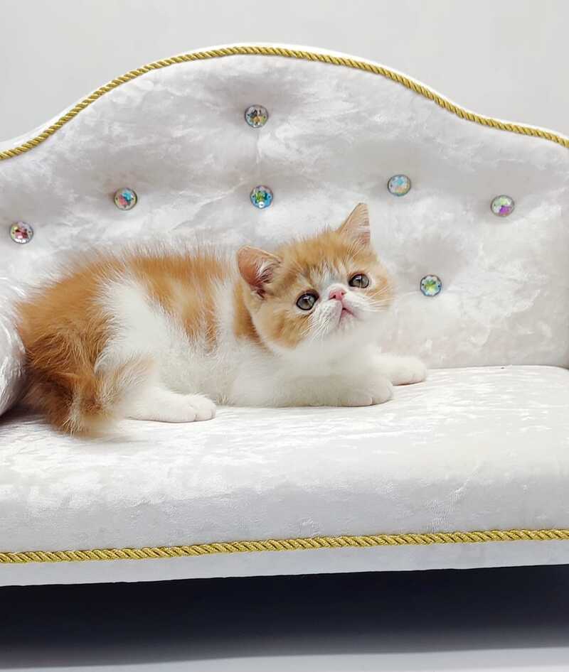 Alain Exotic male red bicolour - live animals