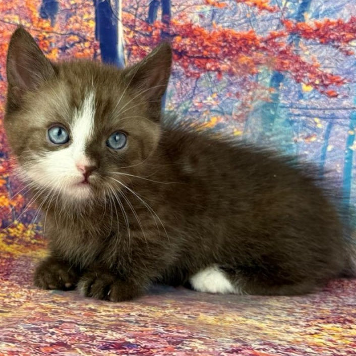 Gary Munchkin male, chocolate bicolour