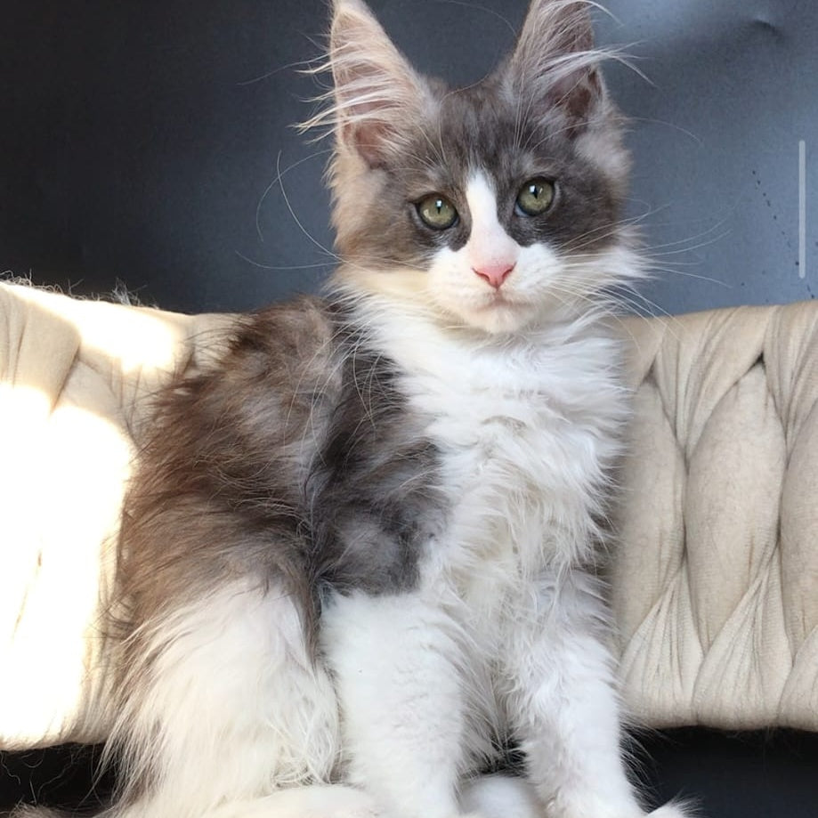 Craft Maine Coon male, black silver bicolour